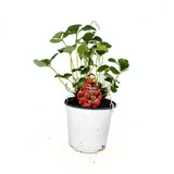 Capsuni Productivi Elsanta (Fragaria Ananassa), cu productie ridicata si fructe ferme, perfecti pentru consum proaspat