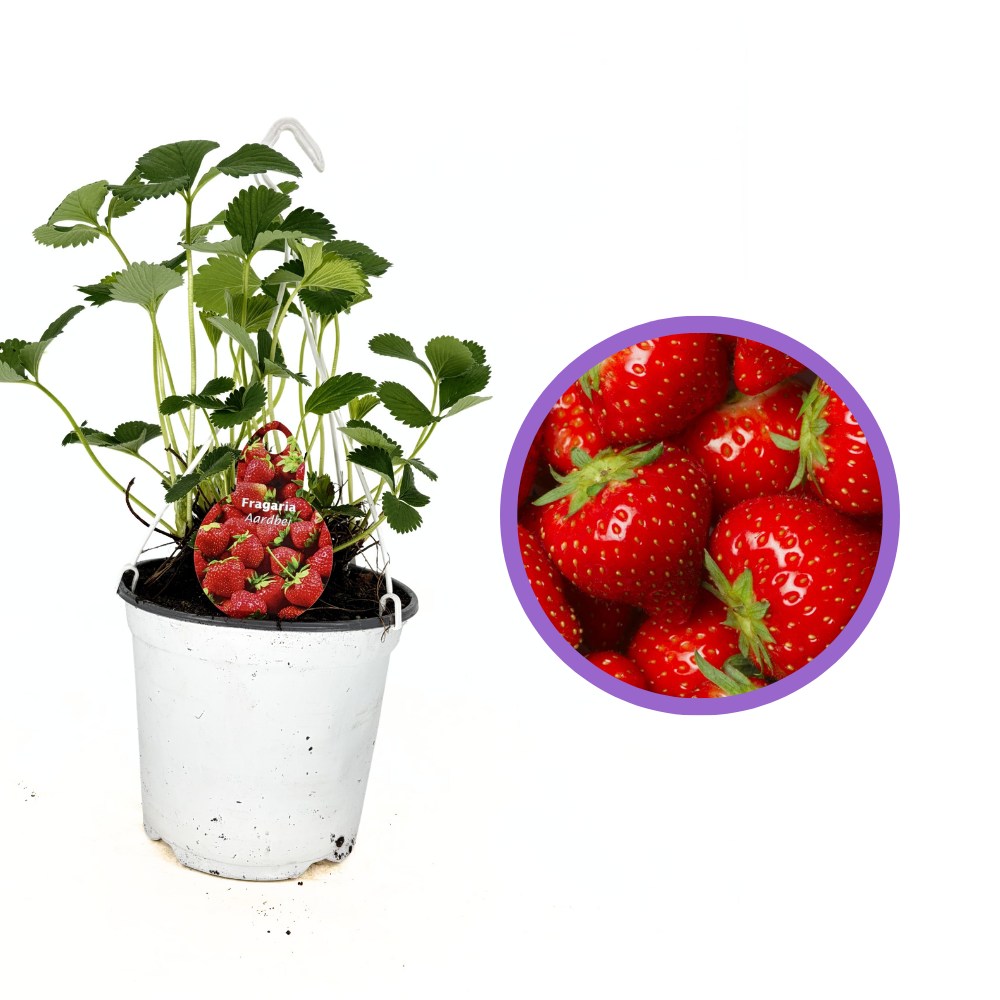 Capsuni Productivi Elsanta (Fragaria Ananassa), cu productie ridicata si fructe ferme, perfecti pentru consum proaspat