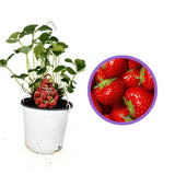 Capsuni Productivi Elsanta (Fragaria Ananassa), cu productie ridicata si fructe ferme, perfecti pentru consum proaspat