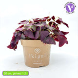 Trifoiul Norocos Purpuriu (Oxalis triangularis), cu flori albe si frunze triunghiulare purpurii