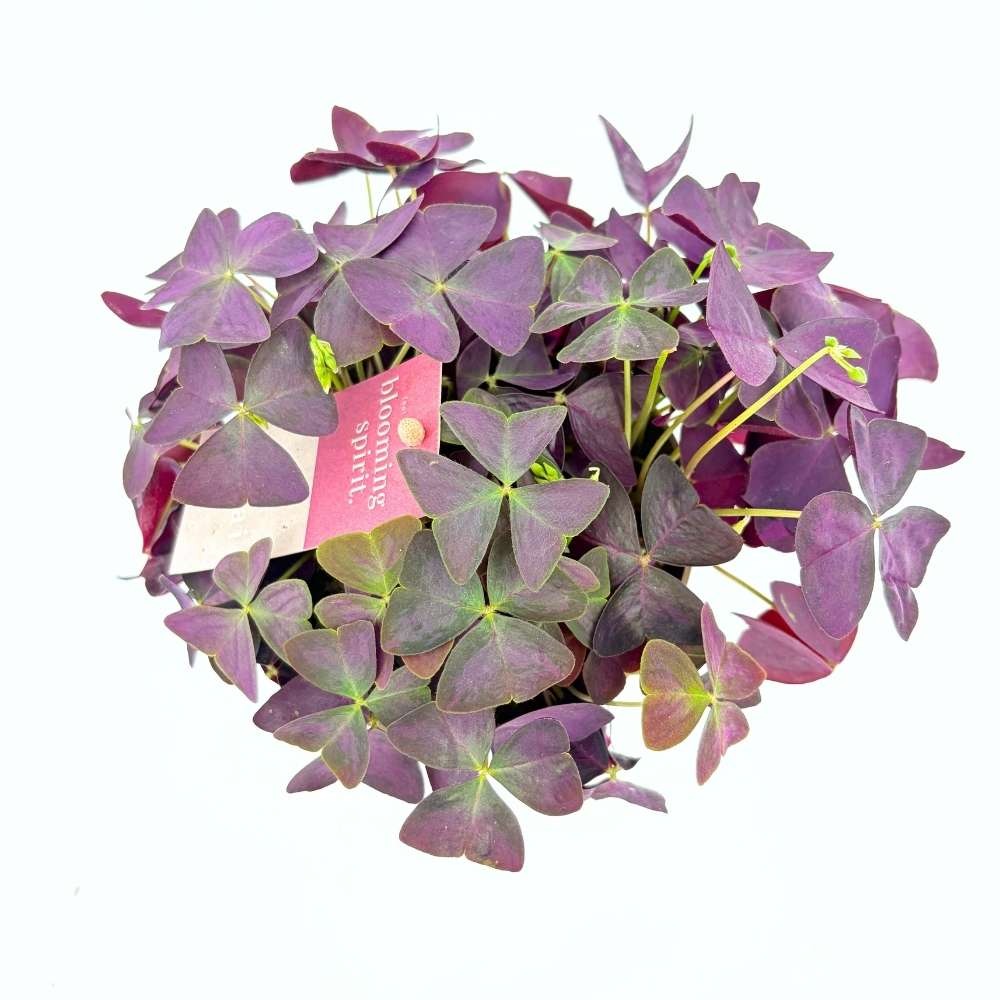 Trifoiul Norocos Purpuriu (Oxalis triangularis), cu flori albe si frunze triunghiulare purpurii
