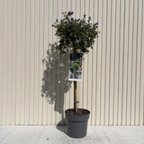 Liliac Californian Tip Copac Repens (Ceanothus Thyrsiflorus), cu flori albastre, vesnic verde