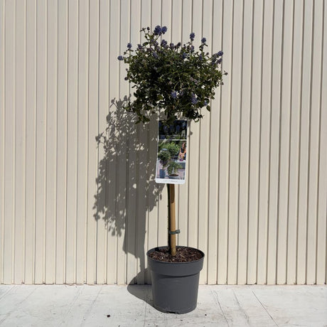 Liliac Californian Tip Copac Repens (Ceanothus Thyrsiflorus), cu flori albastre, vesnic verde