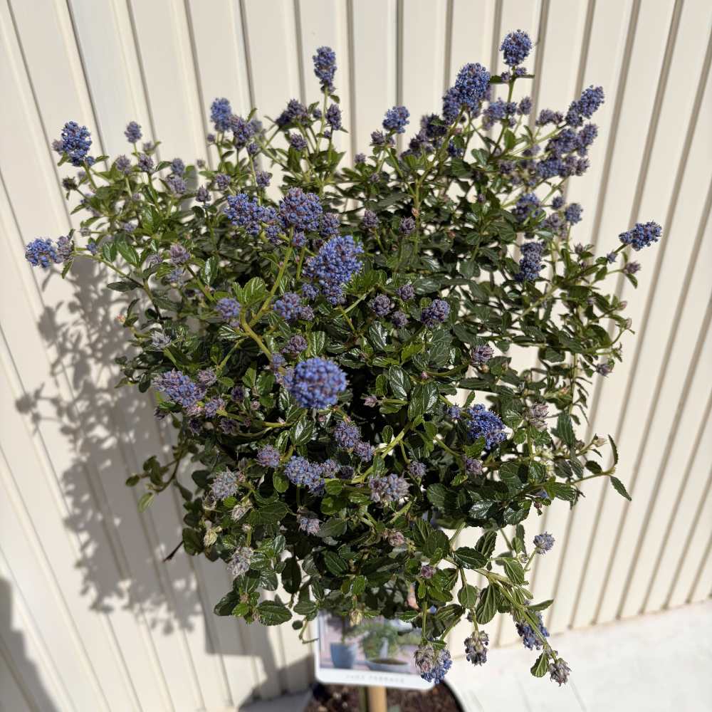 Liliac Californian Tip Copac Repens (Ceanothus Thyrsiflorus), cu flori albastre, vesnic verde