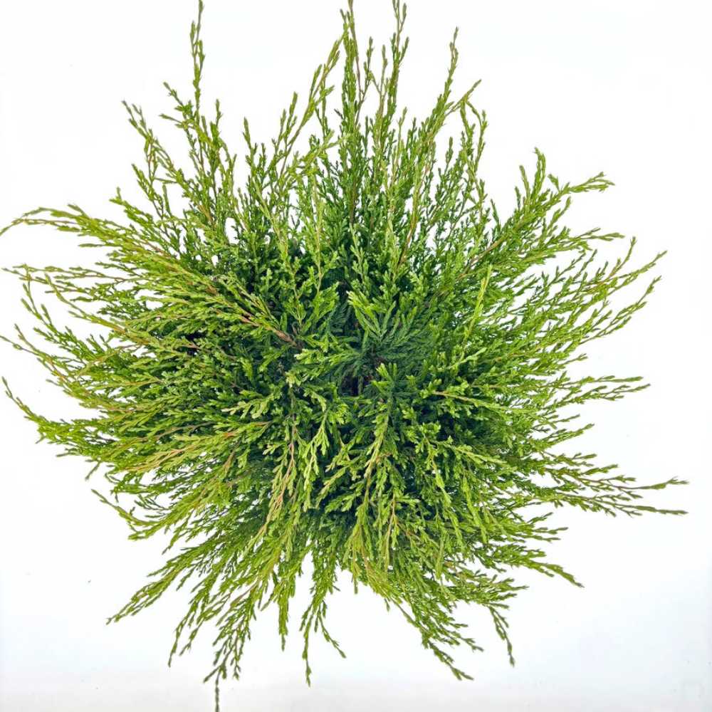 Ienupar Andorra Compact, tarator, cu frunzis verde intens, compact, vesnic verde