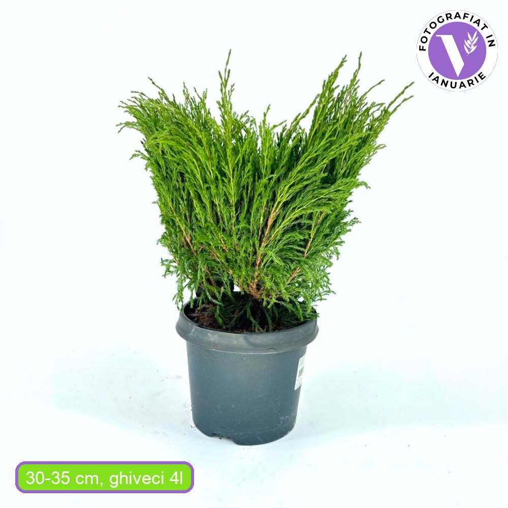 Ienupar Andorra Compact, tarator, cu frunzis verde intens, compact, vesnic verde