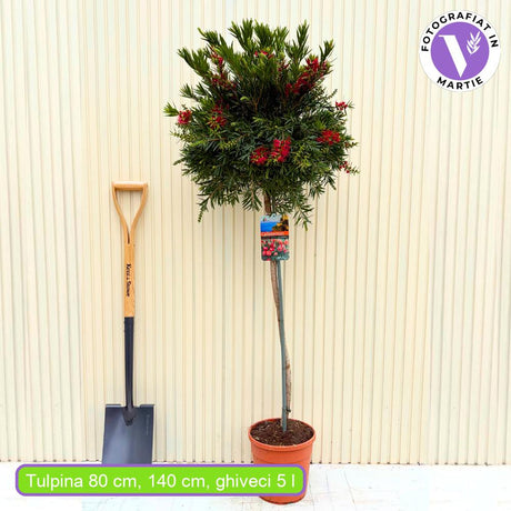 Peria de Sticla Rosie (Callistemon citrinus) Splendens, flori rosii parfumate de lamaie, ghiveci, decorativ, rezistent la seceta