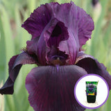 Iris Germanica violet (Stanjenel) Swahili, cu flori violet-inchis parfumate, crestere rapida, bulb plantat In ghiveci