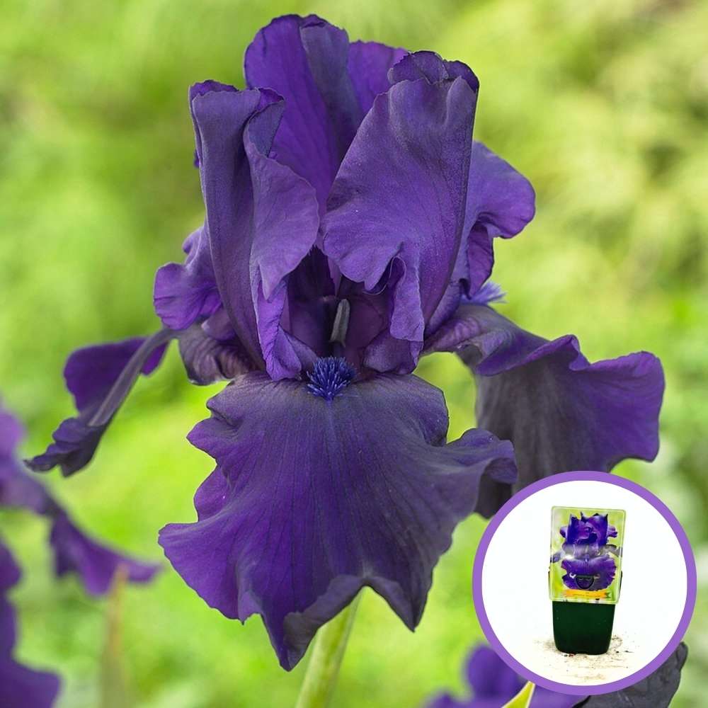 Iris Germanica (Stanjenel) Storm Center, cu flori violet-inchis parfumate, crestere rapida, bulb plantat In ghiveci