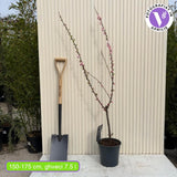 Migdal Japonez Pitic Ornamental Triloba, copacel cu flori roz duble spectaculoase, rezistent pana la - 25 grade Celcius
