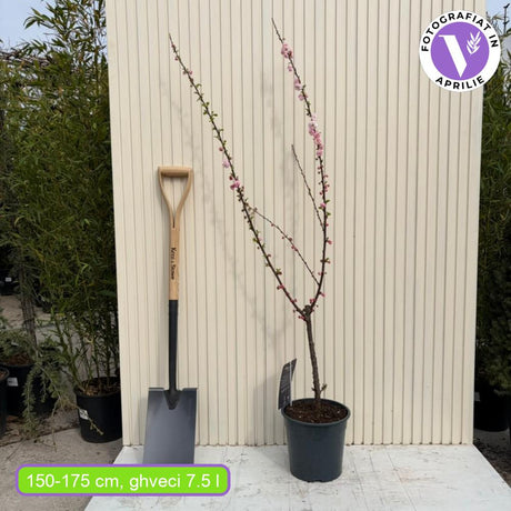 Migdal Japonez Pitic Ornamental Triloba, copacel cu flori roz duble spectaculoase, rezistent pana la - 25 grade Celcius