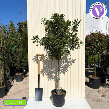 Pittosporum japonez tobira, cu flori albe-galben foarte parfumat