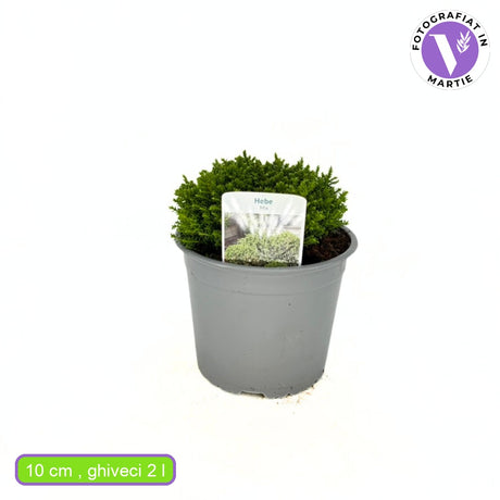 Hebe Globular Emerald Green, arbust vesnic verde compact, forma globulara, vesnic verde