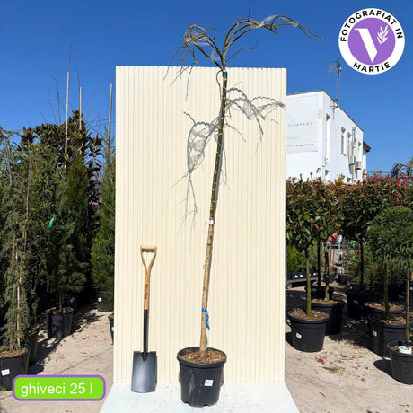 Salcam Japonez Plangatoare (Sophora Japonica), arbore decorativ curgator cu flori parfumate rezistente