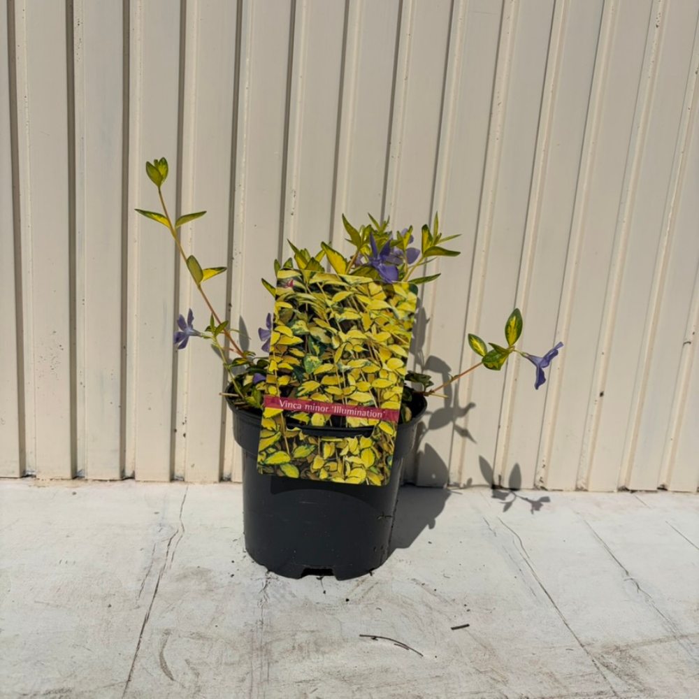 Saschiu cu frunza mica aurie Illumination (Vinca Minor), taratoare, vesnic verde, flori mov primavara, semi-umbra sau umbra