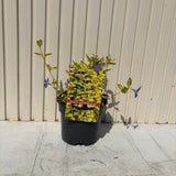Saschiu cu frunza mica aurie Illumination (Vinca Minor), taratoare, vesnic verde, flori mov primavara, semi-umbra sau umbra