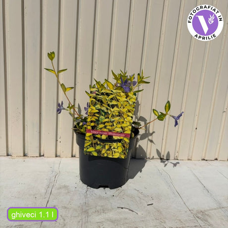 Saschiu cu frunza mica aurie Illumination (Vinca Minor), taratoare, vesnic verde, flori mov primavara, semi-umbra sau umbra