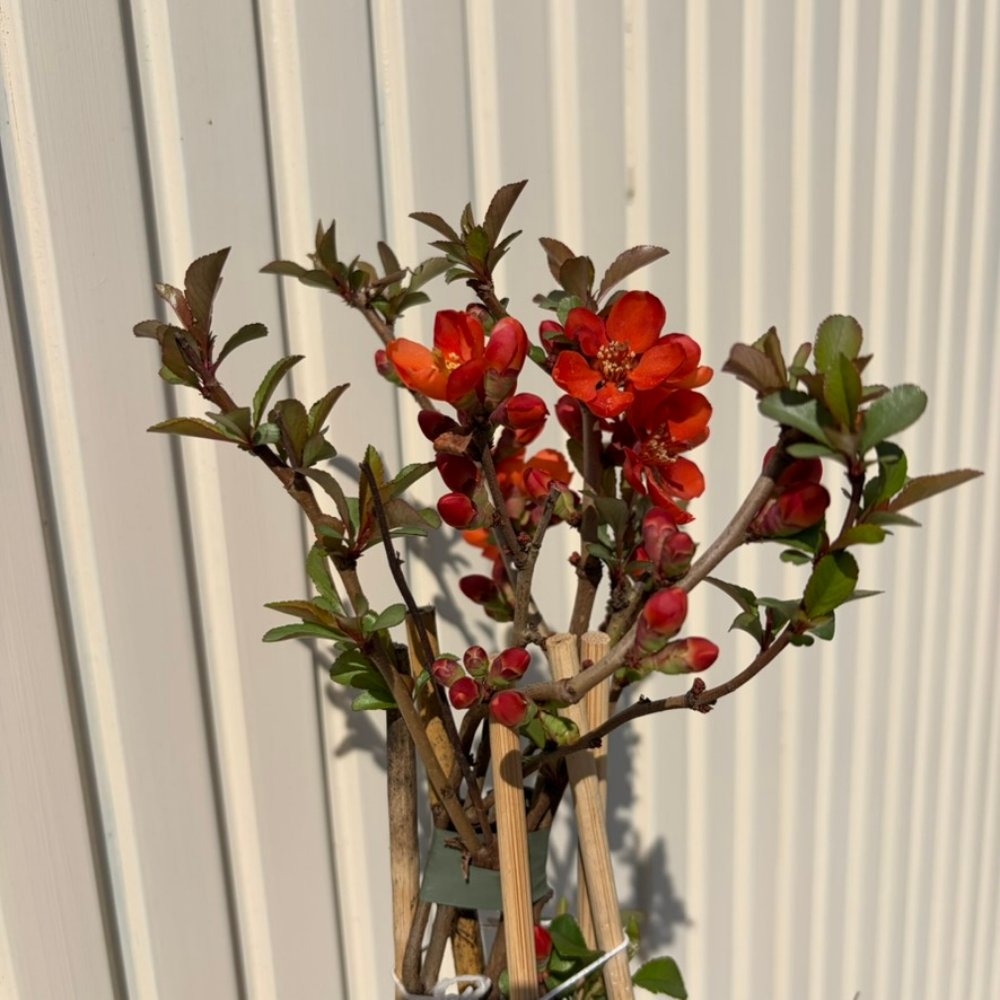 Gutui Japonez, Merisor (Chaenomeles) Cameo,arbust decorativ cu flori portocaliu-somon duble, infloreste pe ramuri goale, fructe comestibile, rezistent la seceta