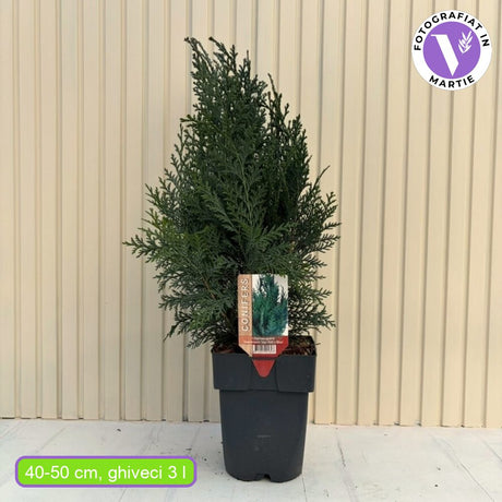 Chiparos albastru-argintiu van Pelt's Blue, gard viu vesnic verde