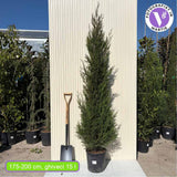 Chiparos Leylandii Blue Jeans, cu frunzis albastru-verzui, gard viu vesnic verde