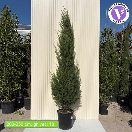 Chiparos Leylandii Blue Jeans, cu frunzis albastru-verzui, gard viu vesnic verde