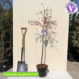 Copac Sakura, Cires Japonez plangator (Pendula Rubra), cu flori roz, coroana cascata, ingrijire minima