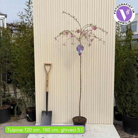Copac Sakura, Cires Japonez plangator (Pendula Rubra), cu flori roz, coroana cascata, ingrijire minima
