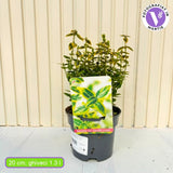 Salba Japoneza Euonimus Emerald 'N' Gold, arbust decorativ vesnic verde, cu frunze galben-verde