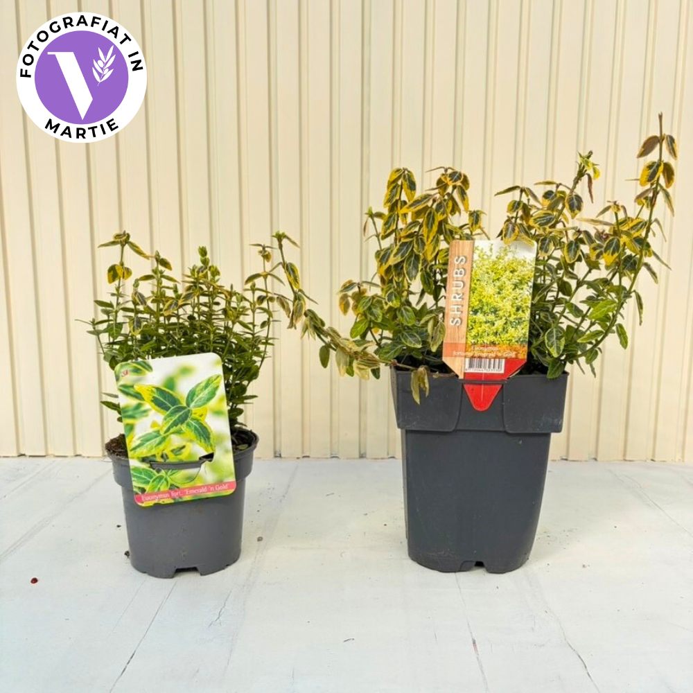 Salba Japoneza Euonimus Emerald 'N' Gold, arbust decorativ vesnic verde, cu frunze galben-verde