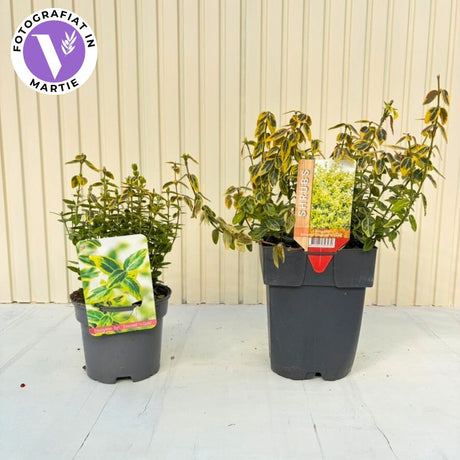 Salba Japoneza Euonimus Emerald 'N' Gold, arbust decorativ vesnic verde, cu frunze galben-verde