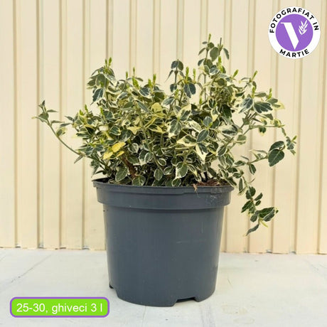 Salba Japoneza Euonimus Emeralds Gaiety, arbust decorativ vesnic verde pentru borduri si gard viu