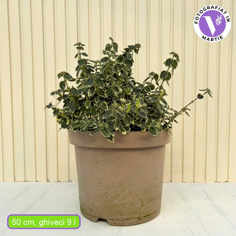 Salba Japoneza Euonimus Emeralds Gaiety, arbust decorativ vesnic verde pentru borduri si gard viu