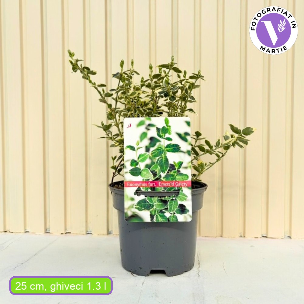Salba Japoneza Euonimus Emeralds Gaiety, arbust decorativ vesnic verde pentru borduri si gard viu