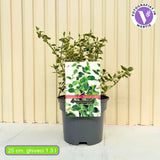 Salba Japoneza Euonimus Emeralds Gaiety, arbust decorativ vesnic verde pentru borduri si gard viu