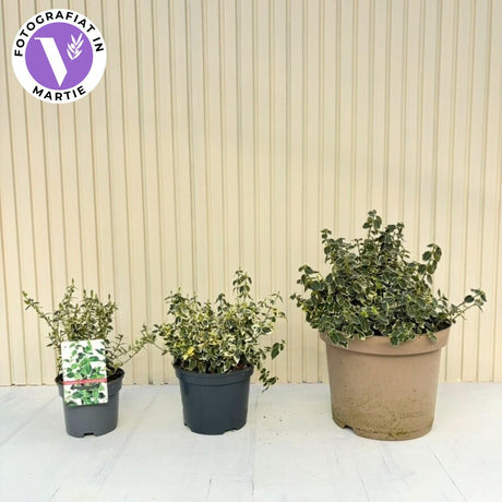 Salba Japoneza Euonimus Emeralds Gaiety, arbust decorativ vesnic verde pentru borduri si gard viu