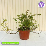 Salba Japoneza Euonimus Harlequin, arbust decorativ vesnic verde cu frunze pestrite pentru borduri si ghivece