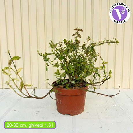 Salba Japoneza Euonimus Harlequin, arbust decorativ vesnic verde cu frunze pestrite pentru borduri si ghivece