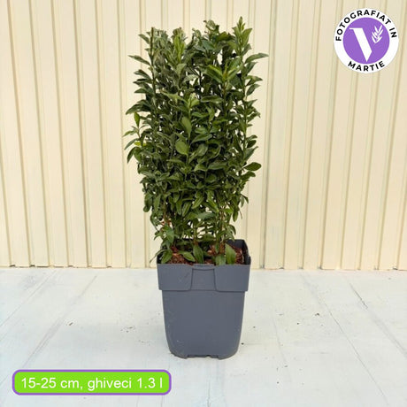 Salba Japoneza Euonimus Green Spire, arbust compact vesnic verde pentru gard viu elegant