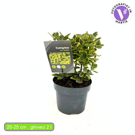 Salba Japoneza Euonimus Marieke, arbust decorativ frunze galben-verzui vesnic verde pentru gard viu sau ghiveci