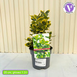 Salba Japoneza Euonimus Japonicus Aureus, arbust decorativ frunze galben-verzui vesnic verde