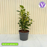 Salba Japoneza Euonimus Japonicus Aureus, arbust decorativ frunze galben-verzui vesnic verde