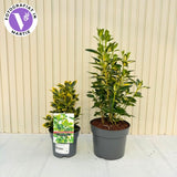 Salba Japoneza Euonimus Japonicus Aureus, arbust decorativ frunze galben-verzui vesnic verde