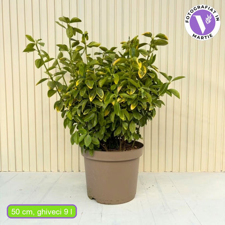 Salba Japoneza Euonimus Aureomarginatus, arbust decorativ cu margini galbene vesnic verde pentru gard viu si borduri