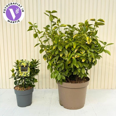 Salba Japoneza Euonimus Aureomarginatus, arbust decorativ cu margini galbene vesnic verde pentru gard viu si borduri