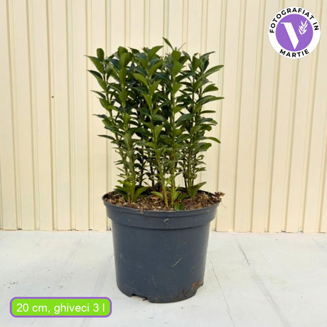 Salba Japoneza Euonimus Paloma Blanca, arbust decorativ, frunzis alb, rezistent, ideal pentru gradini si borduri