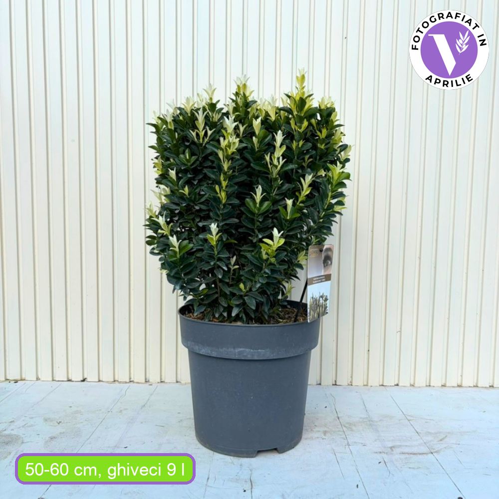 Salba Japoneza Euonimus Paloma Blanca, arbust decorativ, frunzis alb, rezistent, ideal pentru gradini si borduri