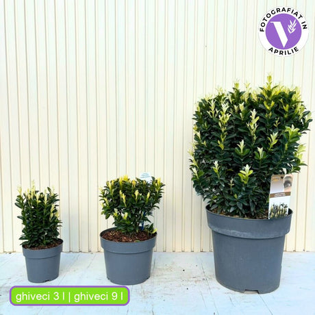 Salba Japoneza Euonimus Paloma Blanca, arbust decorativ, frunzis alb, rezistent, ideal pentru gradini si borduri