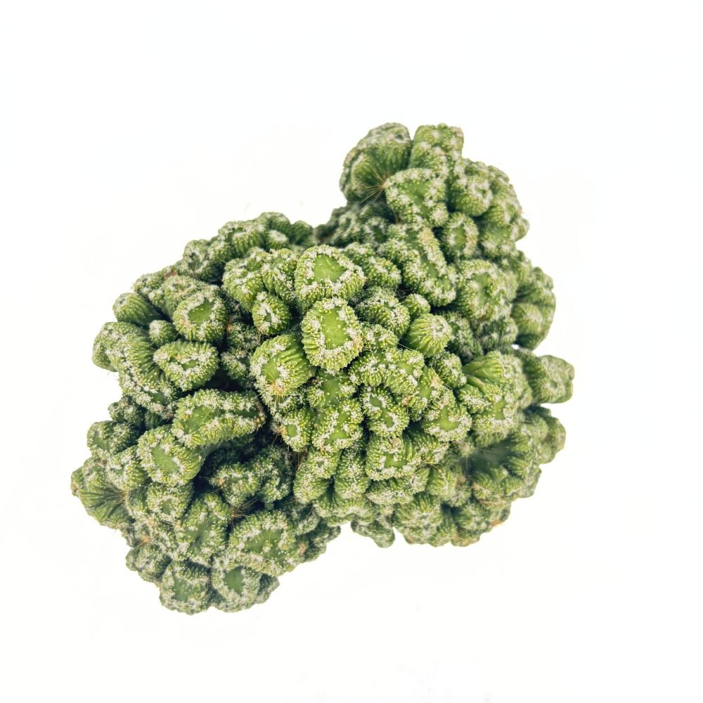 Cactus Monstrul Peruvian, 20-30 cm, forme neregulate, unice, aspect sculptural, usor de ingrijit, ghiveci mare