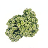 Cactus Monstrul Peruvian, 20-30 cm, forme neregulate, unice, aspect sculptural, usor de ingrijit, ghiveci mare