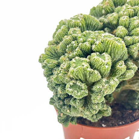 Cactus Monstrul Peruvian, 20-30 cm, forme neregulate, unice, aspect sculptural, usor de ingrijit, ghiveci mare